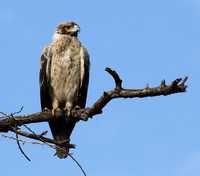 Tawny eagle - Grumeti