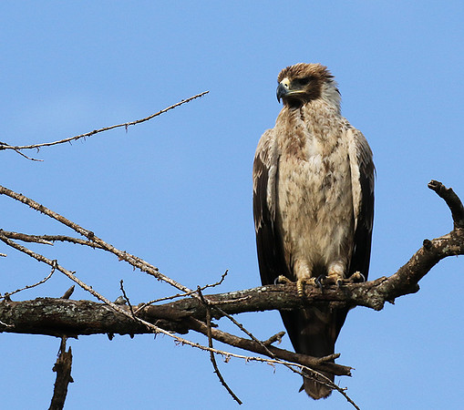 Tawny eagle - Grumeti
