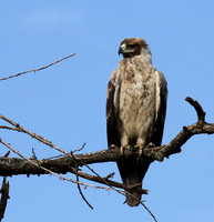 Tawny eagle - Grumeti