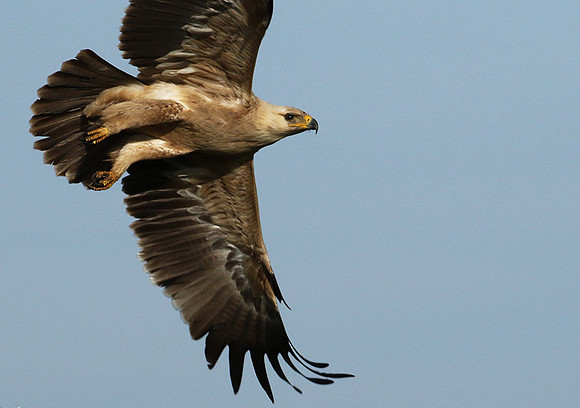Tawny eagle - Grumeti