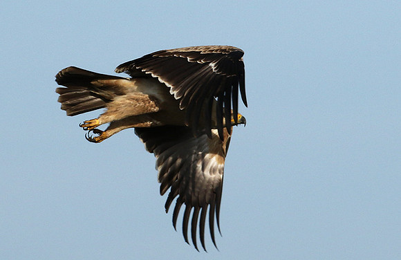 Tawny eagle - Grumeti