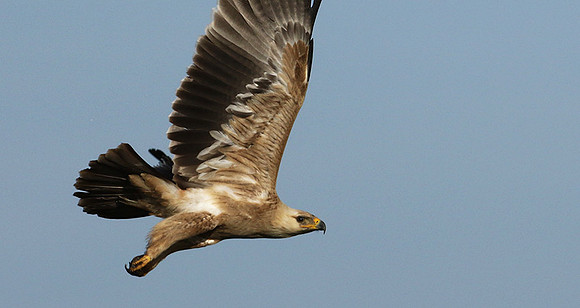 Tawny eagle - Grumeti