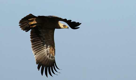 Tawny eagle - Grumeti