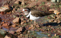 Three-banded plover - Grumeti