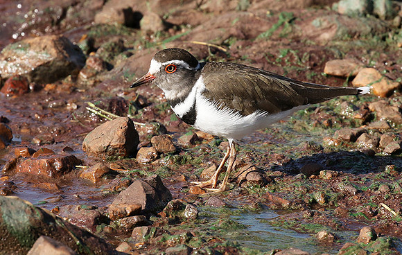 Three-banded plover - Grumeti