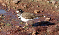 Three-banded plover - Grumeti