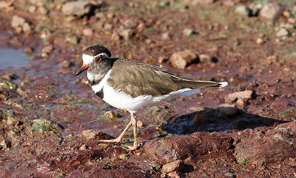 Three-banded plover - Grumeti