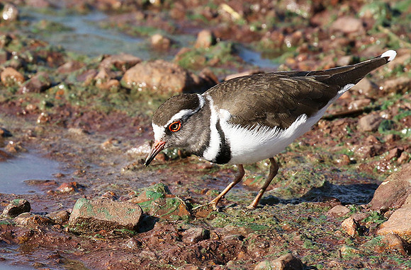 Three-banded plover - Grumeti
