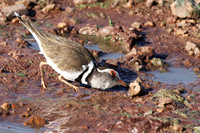 Three-banded plover - Grumeti