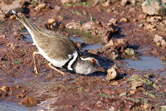 Three-banded plover - Grumeti