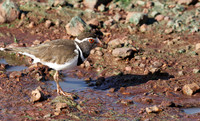 Three-banded plover - Grumeti