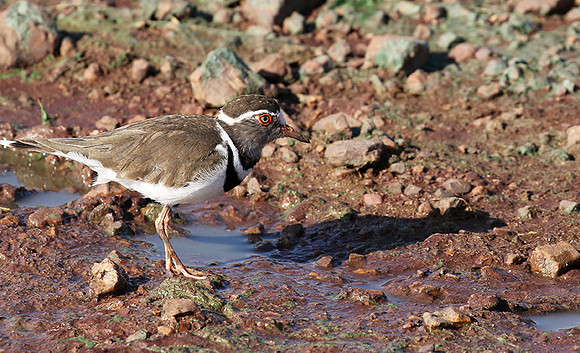 Three-banded plover - Grumeti
