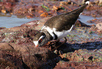Three-banded plover - Grumeti