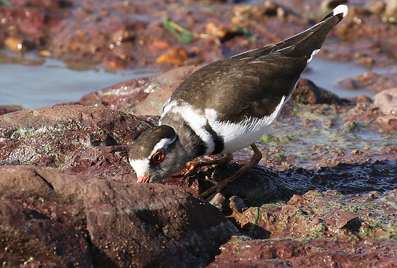 Three-banded plover - Grumeti