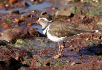 Three-banded plover - Grumeti