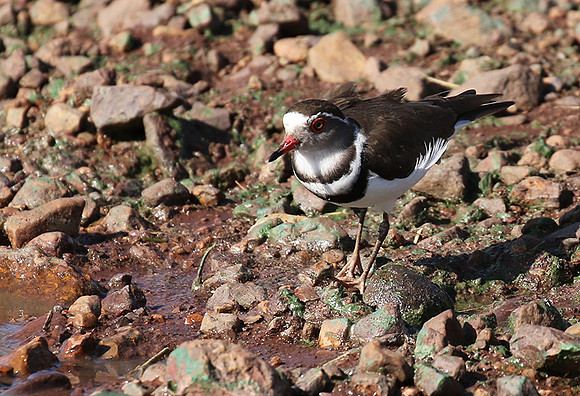 Three-banded plover - Grumeti