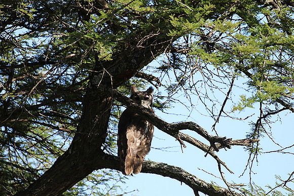 Verreaux's eagle owl