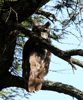 Verreaux's eagle owl