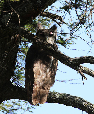 Verreaux's eagle owl