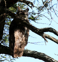 Verreaux's eagle owl