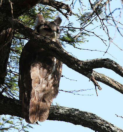 Verreaux's eagle owl