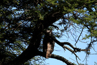 Verreaux's eagle owl