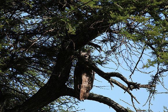 Verreaux's eagle owl