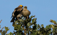 Wattled starling - Grumeti