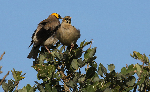Wattled starling - Grumeti