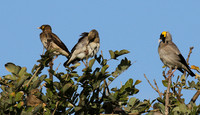 Wattled starling - Grumeti