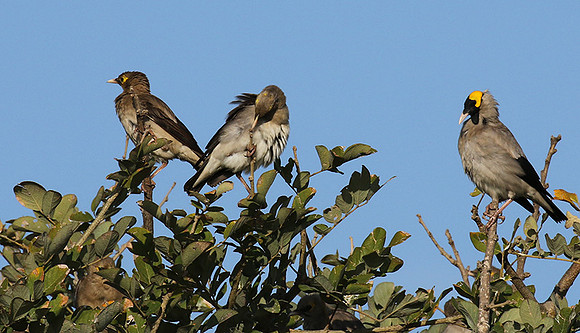 Wattled starling - Grumeti