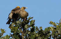 Wattled starling - Grumeti