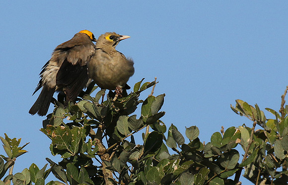 Wattled starling - Grumeti