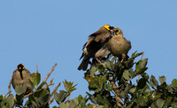 Wattled starling - Grumeti