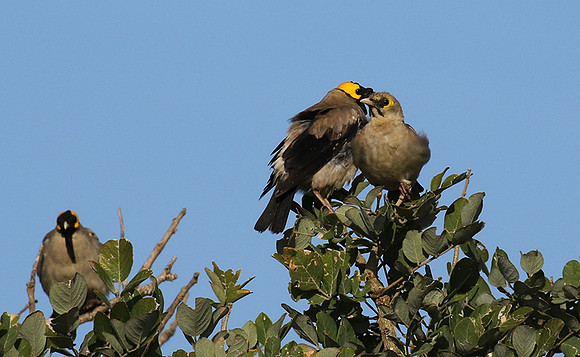 Wattled starling - Grumeti