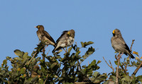 Wattled starling - Grumeti