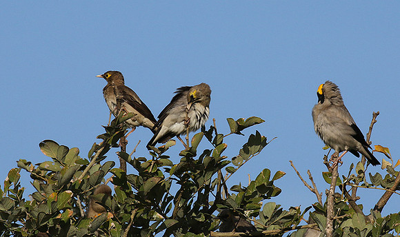 Wattled starling - Grumeti