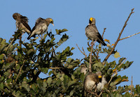 Wattled starling - Grumeti