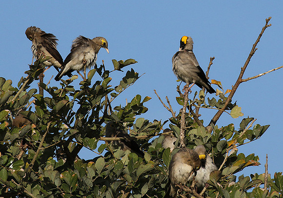 Wattled starling - Grumeti