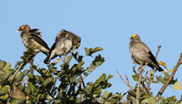 Wattled starling - Grumeti