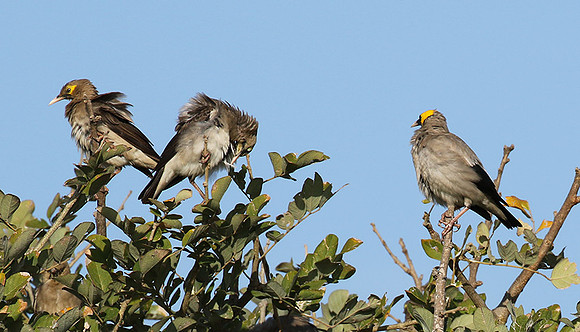 Wattled starling - Grumeti