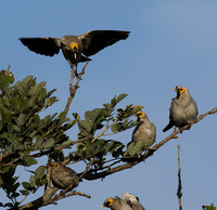 Wattled starling - Grumeti