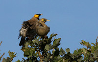 Wattled starling - Grumeti