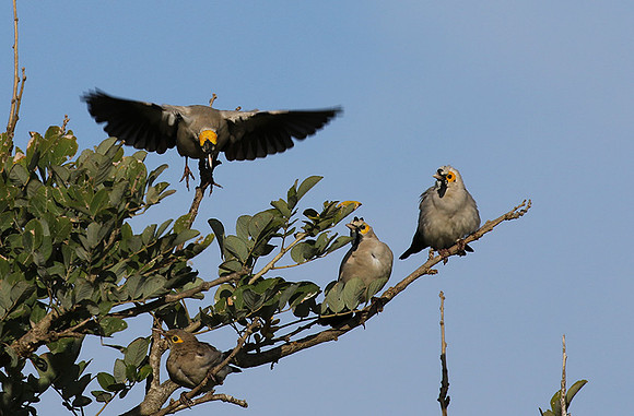Wattled starling - Grumeti