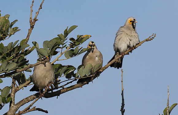 Wattled starling - Grumeti