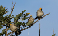 Wattled starling - Grumeti