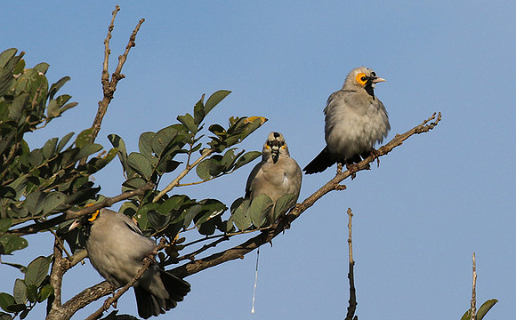 Wattled starling - Grumeti