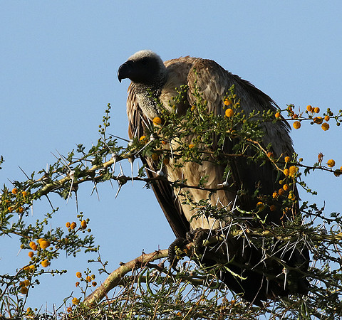 White backed vulture - Grumeti