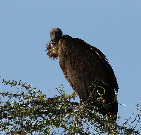 White backed vulture - Grumeti