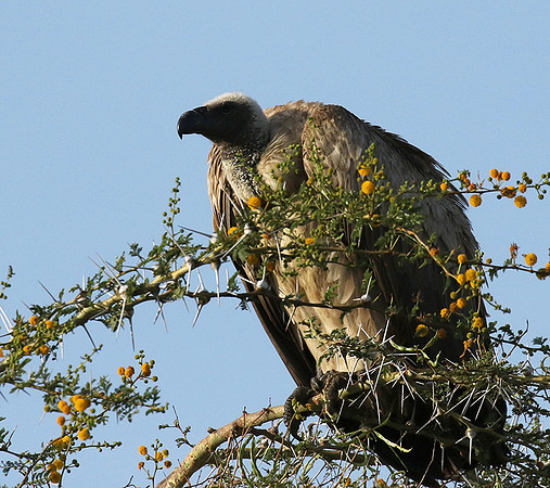 White backed vulture - Grumeti
